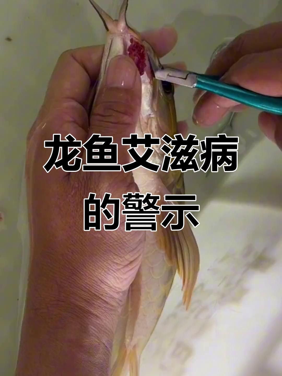 龍魚病毒性感染通常表現為體表及內部組織的嚴重病變，龍魚病毒性感染如何治療？ 龍魚病毒性感染通常表現為體表及內部組織的嚴重病變，龍魚病毒性感染如何治療？ 觀賞魚百科 第8張