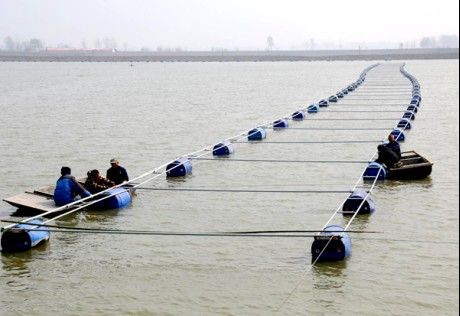 濉溪龍魚的市場價(jià)格是多少？，濉溪龍魚有哪些知名品牌？