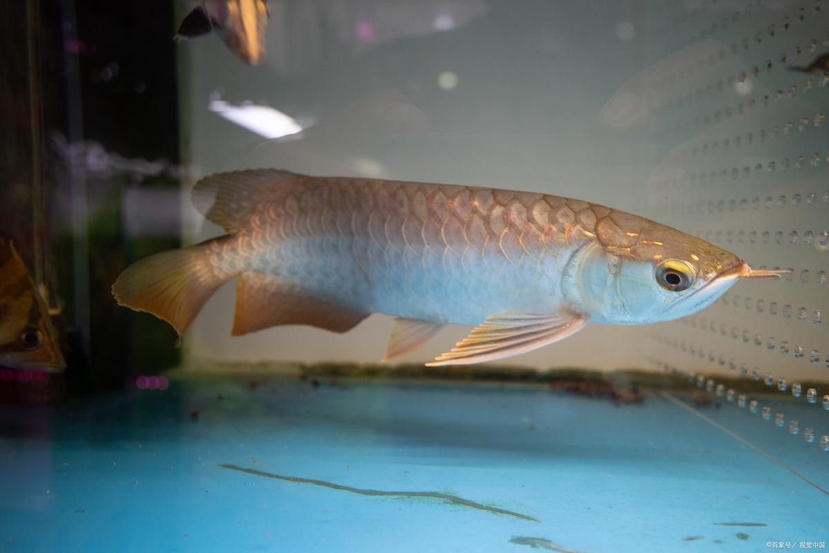 濉溪龍魚的市場價(jià)格是多少？，濉溪龍魚有哪些知名品牌？