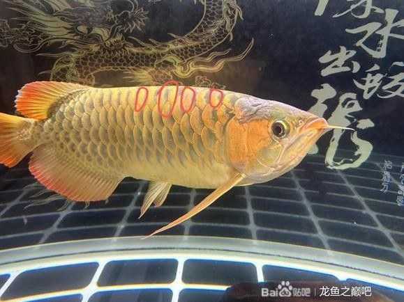 紅龍魚苗一年能長多大？，紅龍魚一年能長多大