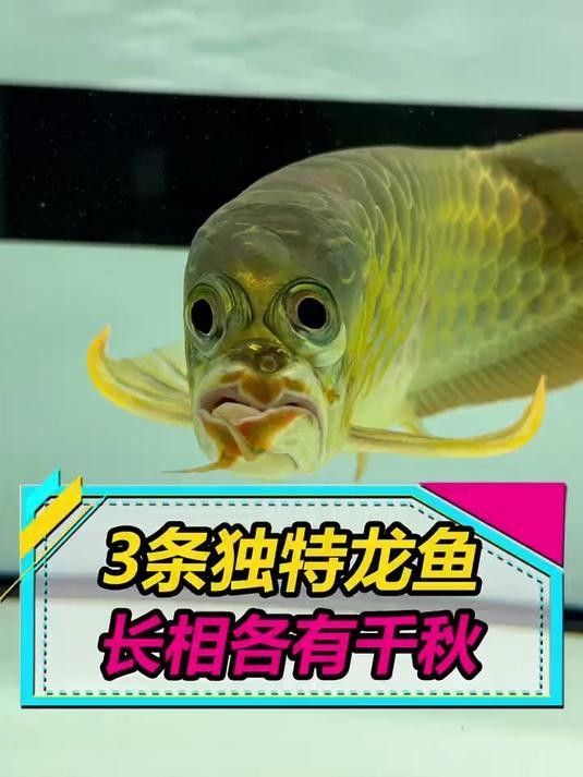 馬爾康龍魚和龍鱗魚哪個更稀有？，江蘇男子釣到近純黑“龍鱗鯉”,網(wǎng)友：這條估價8萬!