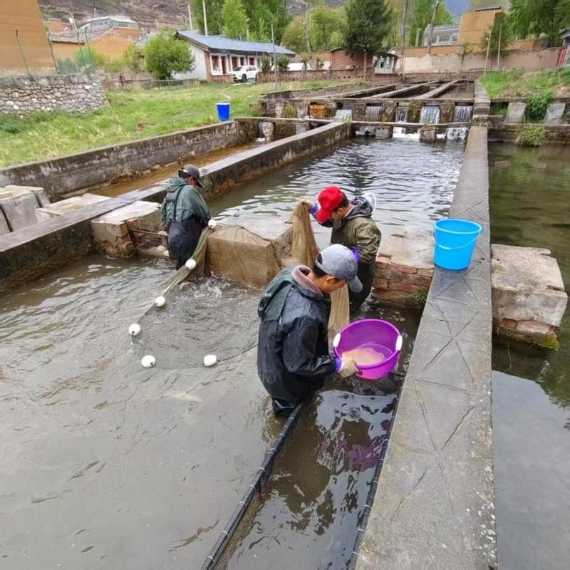 甘南龍魚的養殖技術有哪些？，甘南龍魚的養殖技術