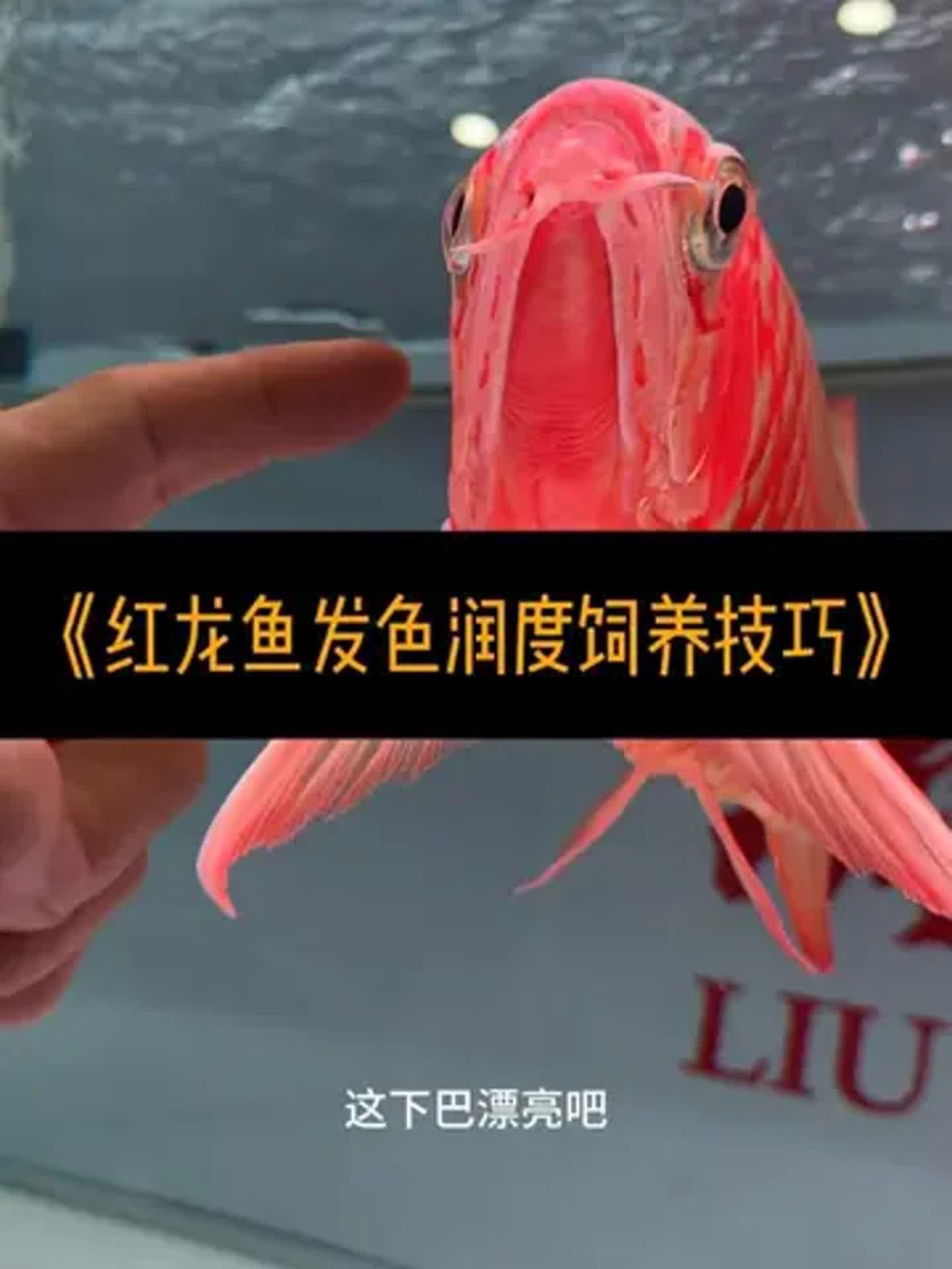 紅龍魚的正確飼養(yǎng)方法，安國紅龍魚的養(yǎng)殖技巧:如何挑選純種小紅龍魚尾巴 紅龍魚的正確飼養(yǎng)方法，安國紅龍魚的養(yǎng)殖技巧:如何挑選純種小紅龍魚尾巴 觀賞魚百科 第1張