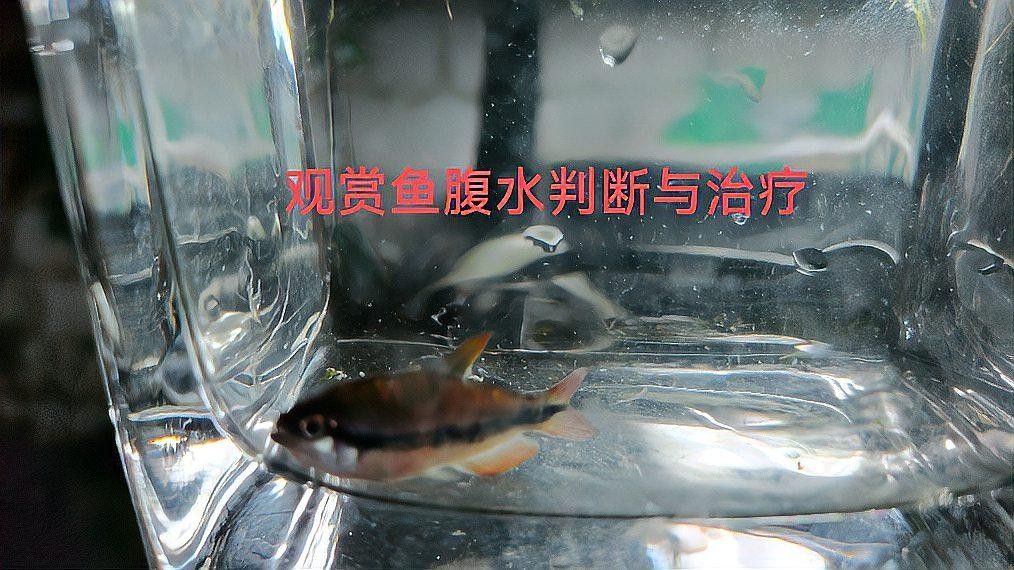 龍魚腹水癥狀與治療，金龍魚腹水有哪些并發癥如何預防金龍魚腹水的治療方法