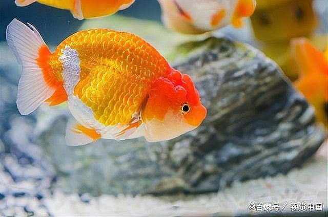 龍魚腹水癥狀與治療，金龍魚腹水有哪些并發(fā)癥如何預(yù)防金龍魚腹水的治療方法