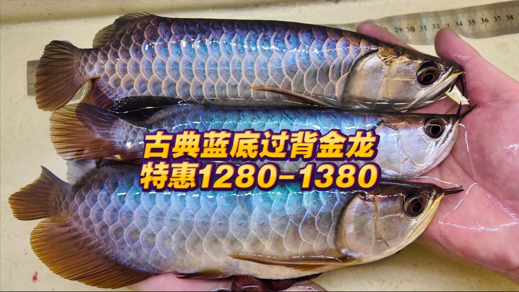 武吉美拉金龍魚的價格是多少，武吉美拉金龍魚品牌下一種特定品系的金龍魚