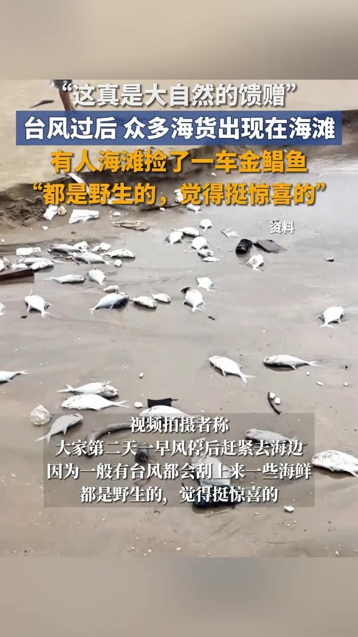 海南三亞金魚養殖的現狀及其面臨的挑戰，網友：這真是大自然的饋贈，臺風“蝴蝶”過后,眾多海貨被刮到海灘,網友:這真是大自然的饋贈