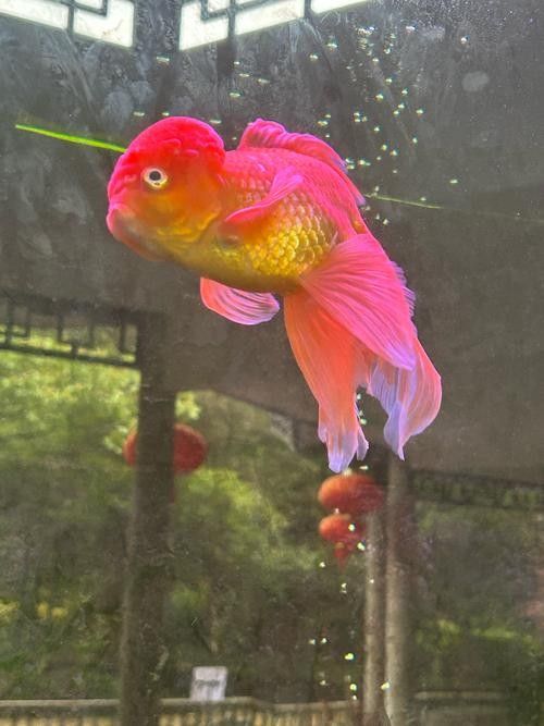 海南三亞金魚養殖的現狀及其面臨的挑戰，網友：這真是大自然的饋贈，臺風“蝴蝶”過后,眾多海貨被刮到海灘,網友:這真是大自然的饋贈