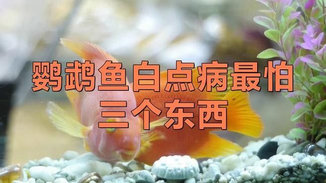 鸚鵡魚白點病最怕三個東西，萌寵保姆,01:55，財神鸚鵡魚最怕三個東西萌寵保姆鸚鵡魚最怕三個藥萌寵保姆