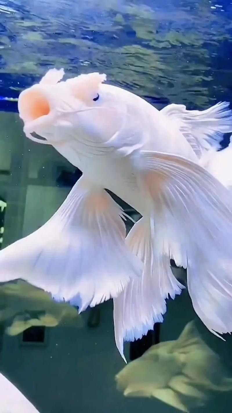 蝴蝶鯉飼養要點，(原創)原創)蝴蝶鯉怎么養