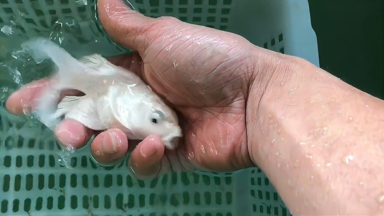 蝴蝶鯉飼養要點，(原創)原創)蝴蝶鯉怎么養