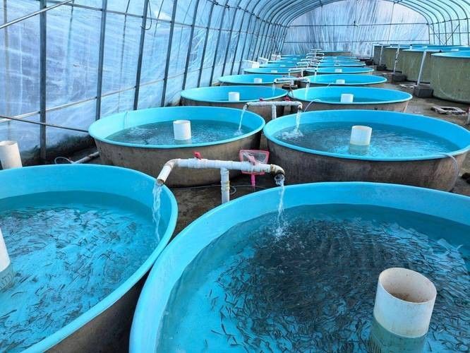 沁水龍魚的價格是多少？，山西沁水縣的三文魚養(yǎng)殖項目有哪些成功案例有哪些