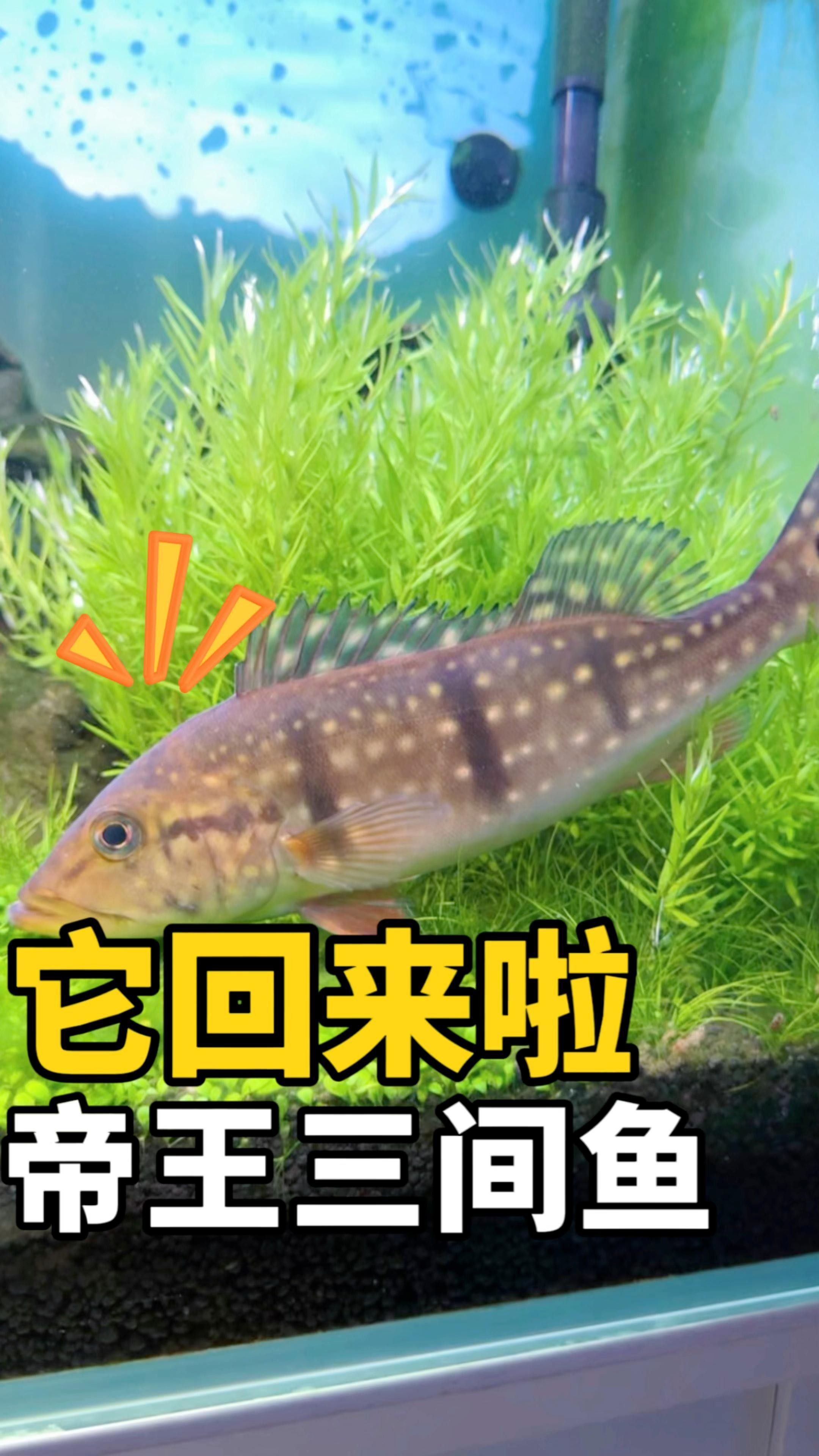 帝王三間魚病最忌三種東西，養殖者需采取有效措施，帝王三間魚患病期間最忌三種東西