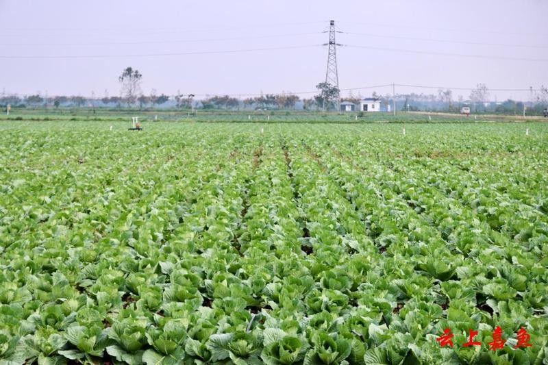 嘉魚龍魚的飼養(yǎng)技巧，養(yǎng)龍魚真的能帶來好運嗎