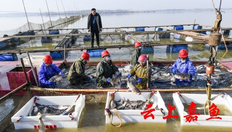 嘉魚龍魚的飼養(yǎng)技巧，養(yǎng)龍魚真的能帶來好運嗎
