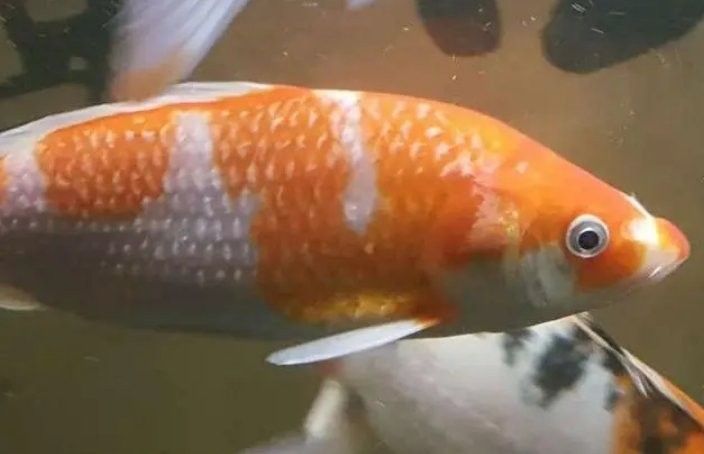 錦鯉多久加一次鹽，養(yǎng)錦鯉多久加一次鹽寵物網(wǎng)聽