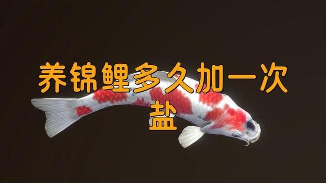 錦鯉多久加一次鹽，養(yǎng)錦鯉多久加一次鹽寵物網(wǎng)聽