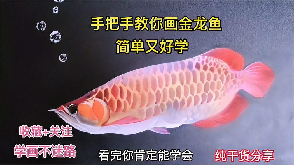 工農金龍魚最簡單的三個步驟，工農金龍魚怎么養？