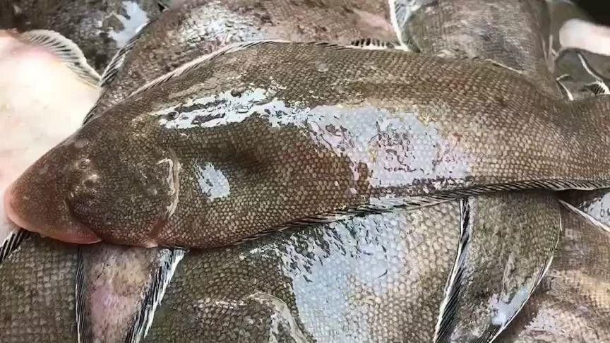 青花龍魚的價格是多少，花龍魚原來長這樣秒懂百科聽,花龍魚的價格是多少