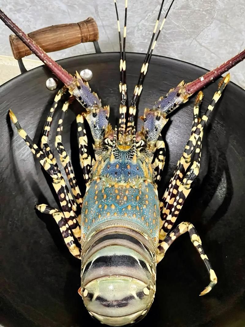 青花龍魚的價格是多少，花龍魚原來長這樣秒懂百科聽,花龍魚的價格是多少