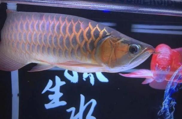 青花龍魚的價格是多少，花龍魚原來長這樣秒懂百科聽,花龍魚的價格是多少