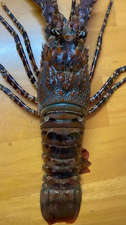 青花龍魚的價格是多少，花龍魚原來長這樣秒懂百科聽,花龍魚的價格是多少
