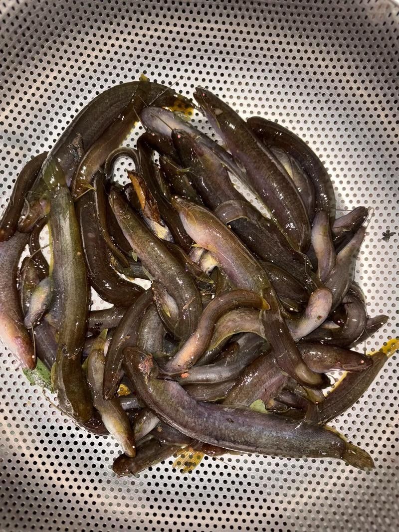 井岡山石魚鯰魚的營養(yǎng)價值，井岡山石魚和鯰魚的營養(yǎng)價值