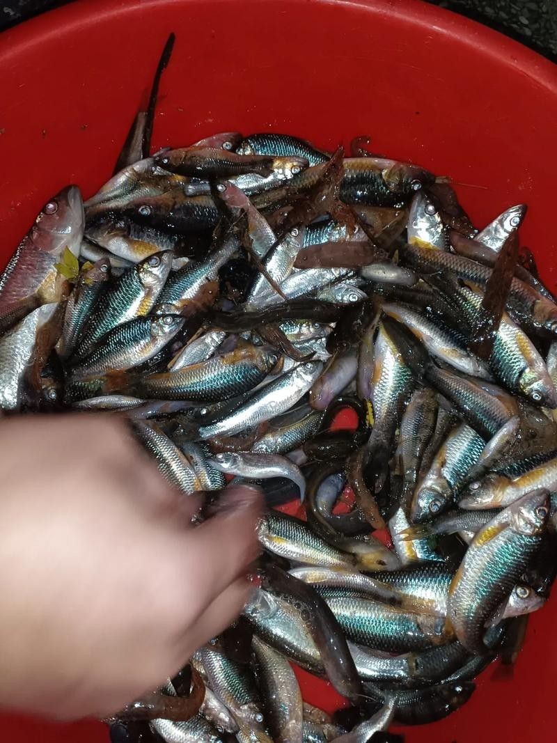井岡山石魚鯰魚的營養(yǎng)價值，井岡山石魚和鯰魚的營養(yǎng)價值