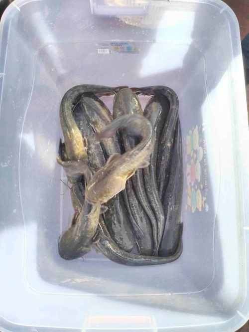 井岡山石魚鯰魚的營養(yǎng)價值，井岡山石魚和鯰魚的營養(yǎng)價值