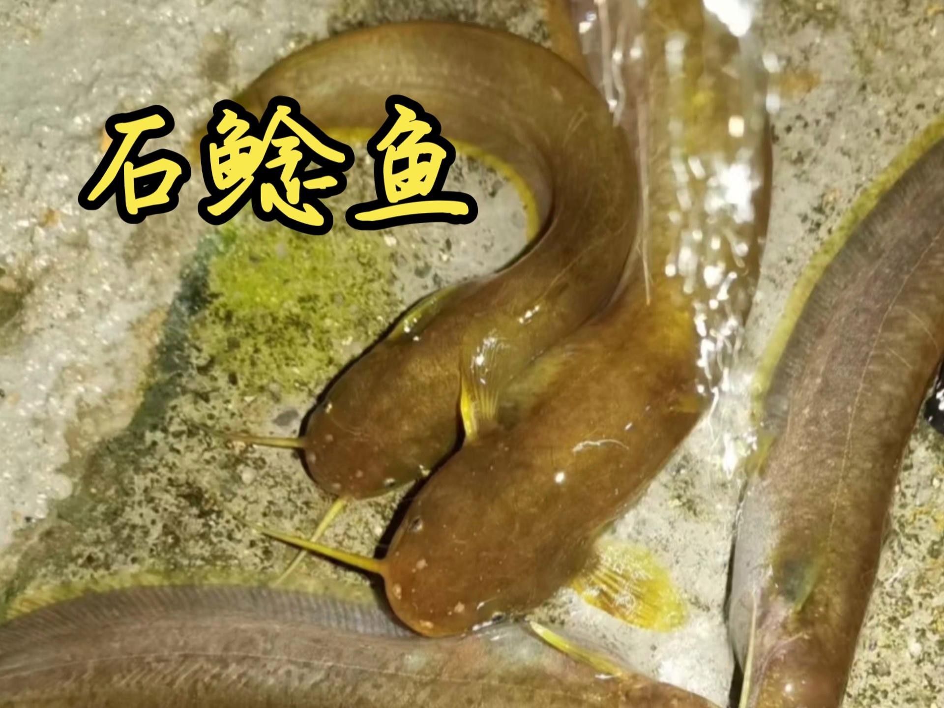 井岡山石魚鯰魚的營養(yǎng)價值，井岡山石魚和鯰魚的營養(yǎng)價值