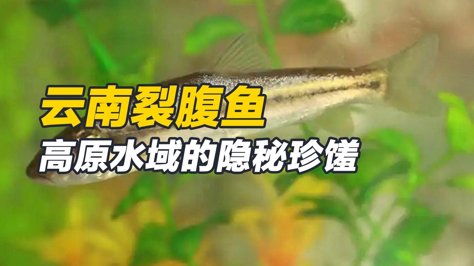 云南的特產魚類，云南特產魚類