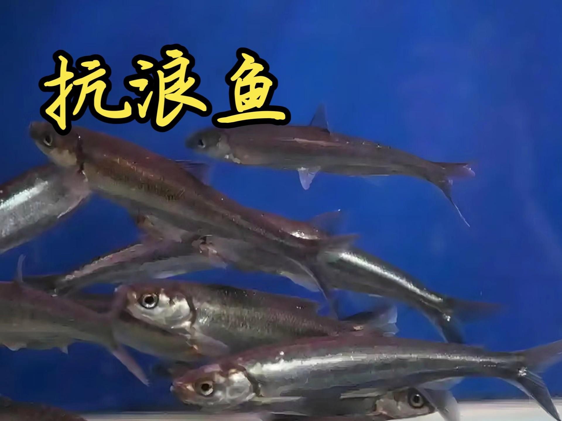 云南的特產魚類，云南特產魚類