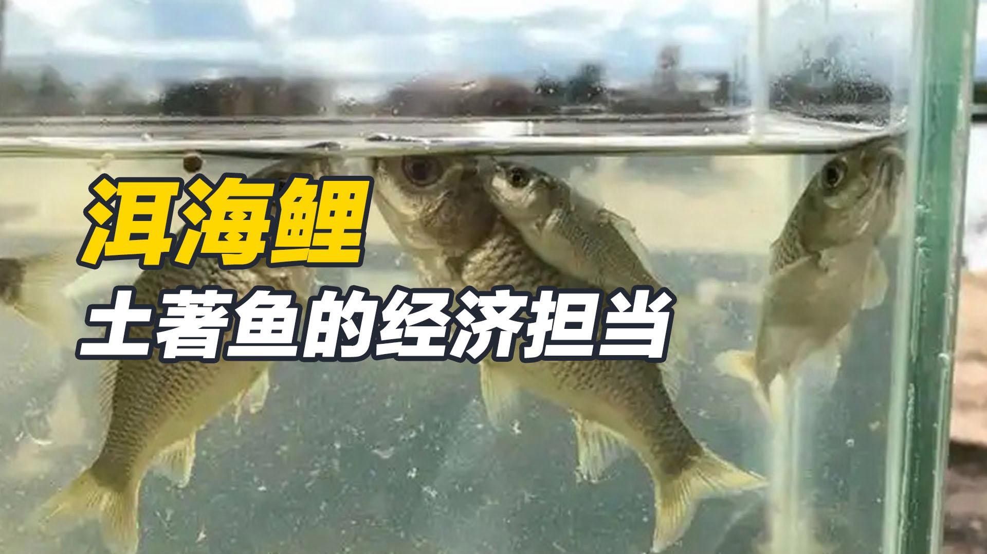 云南的特產魚類，云南特產魚類