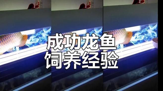 龍魚的生命與健康，如何延長龍魚的壽命