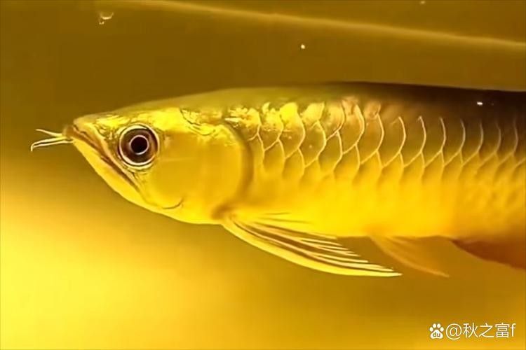 昆都侖金龍魚的正宗品種是什么？，昆都侖金龍魚最正宗的品種是什么？
