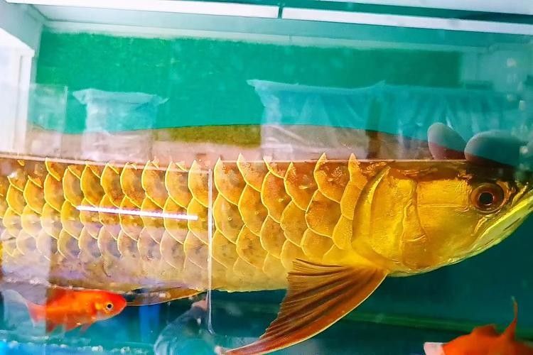 昆都侖金龍魚的正宗品種是什么？，昆都侖金龍魚最正宗的品種是什么？