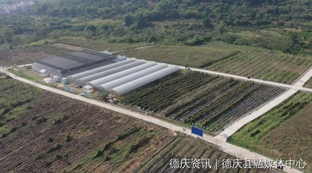 德慶縣的特產有哪些？，廣東省肇慶市德慶縣最具代表性的特產及相關信息