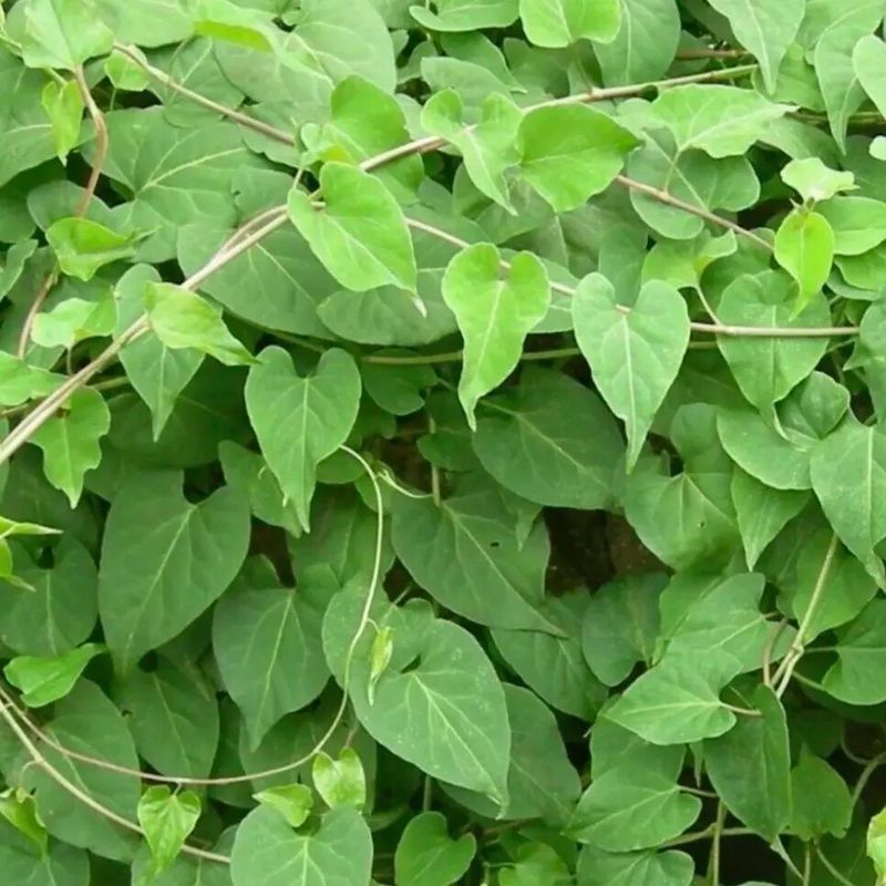 德慶縣的特產有哪些？，廣東省肇慶市德慶縣最具代表性的特產及相關信息