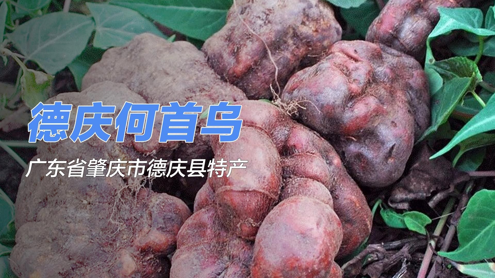 德慶縣的特產有哪些？，廣東省肇慶市德慶縣最具代表性的特產及相關信息