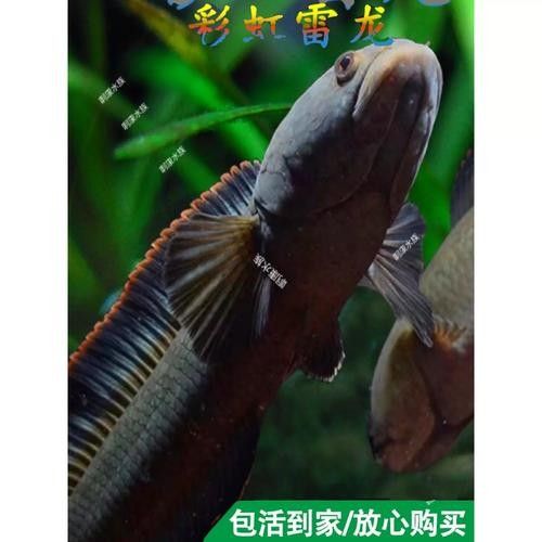 南鱧雷龍魚的價格，南鱧雷龍魚價格在亞洲水域中常見的淡水魚類
