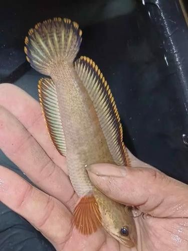 南鱧雷龍魚的價格，南鱧雷龍魚價格在亞洲水域中常見的淡水魚類