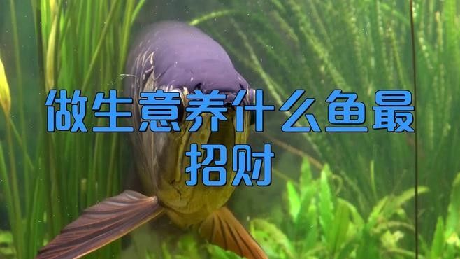 龍魚與錦鯉哪個更招財，龍魚與錦鯉哪個更招財影招財，家里養什么魚最招財