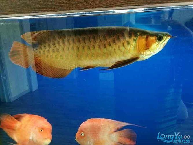 龍魚可以吃海蝦嗎，龍魚吃海蝦需要注意哪些問題，關于龍魚可以吃海蝦的問題