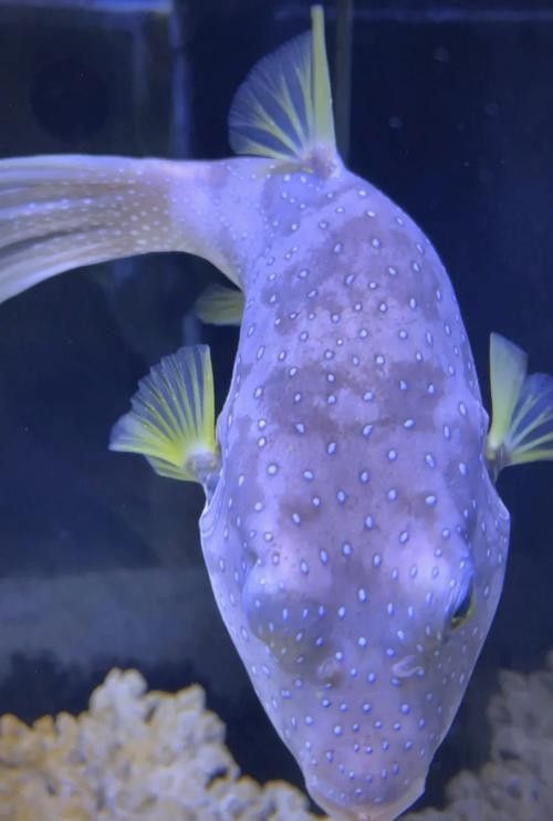 皇冠狗頭魚（淡水河豚）價格及其常見品種及其參考，狗頭魚的種類及其飼養注意事項
