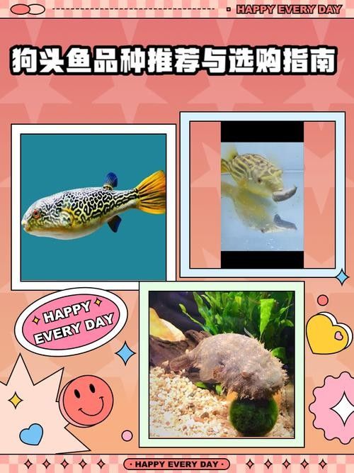 皇冠狗頭魚（淡水河豚）價格及其常見品種及其參考，狗頭魚的種類及其飼養注意事項