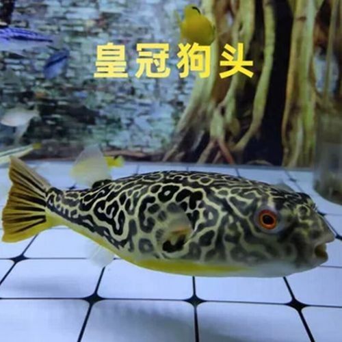皇冠狗頭魚（淡水河豚）價(jià)格及其常見(jiàn)品種及其參考，狗頭魚的種類及其飼養(yǎng)注意事項(xiàng)