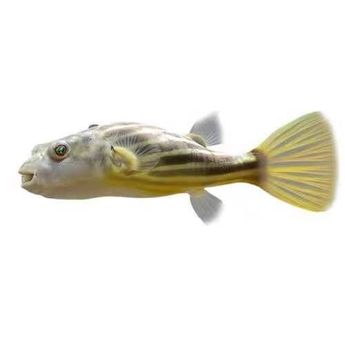 皇冠狗頭魚（淡水河豚）價(jià)格及其常見(jiàn)品種及其參考，狗頭魚的種類及其飼養(yǎng)注意事項(xiàng)