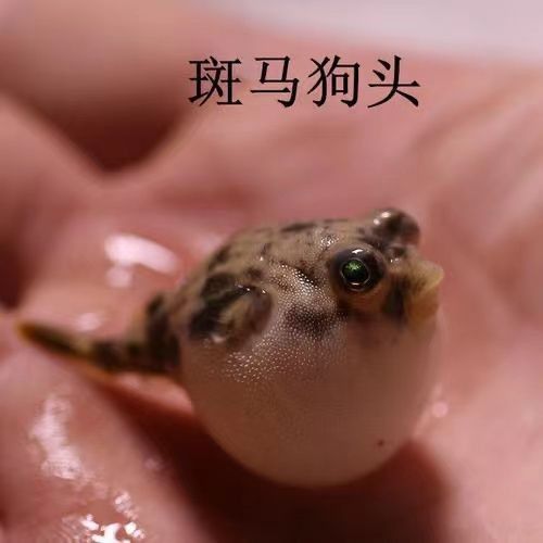皇冠狗頭魚（淡水河豚）價(jià)格及其常見(jiàn)品種及其參考，狗頭魚的種類及其飼養(yǎng)注意事項(xiàng)
