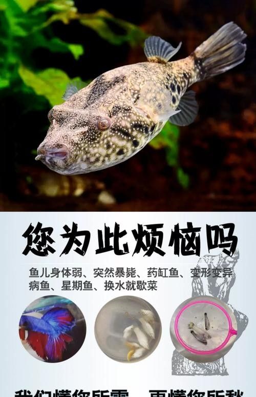 皇冠狗頭魚（淡水河豚）價格及其常見品種及其參考，狗頭魚的種類及其飼養注意事項