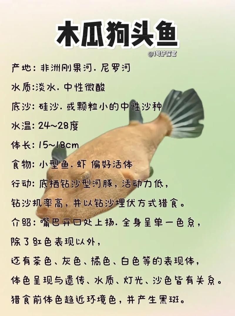皇冠狗頭魚（淡水河豚）價格及其常見品種及其參考，狗頭魚的種類及其飼養注意事項